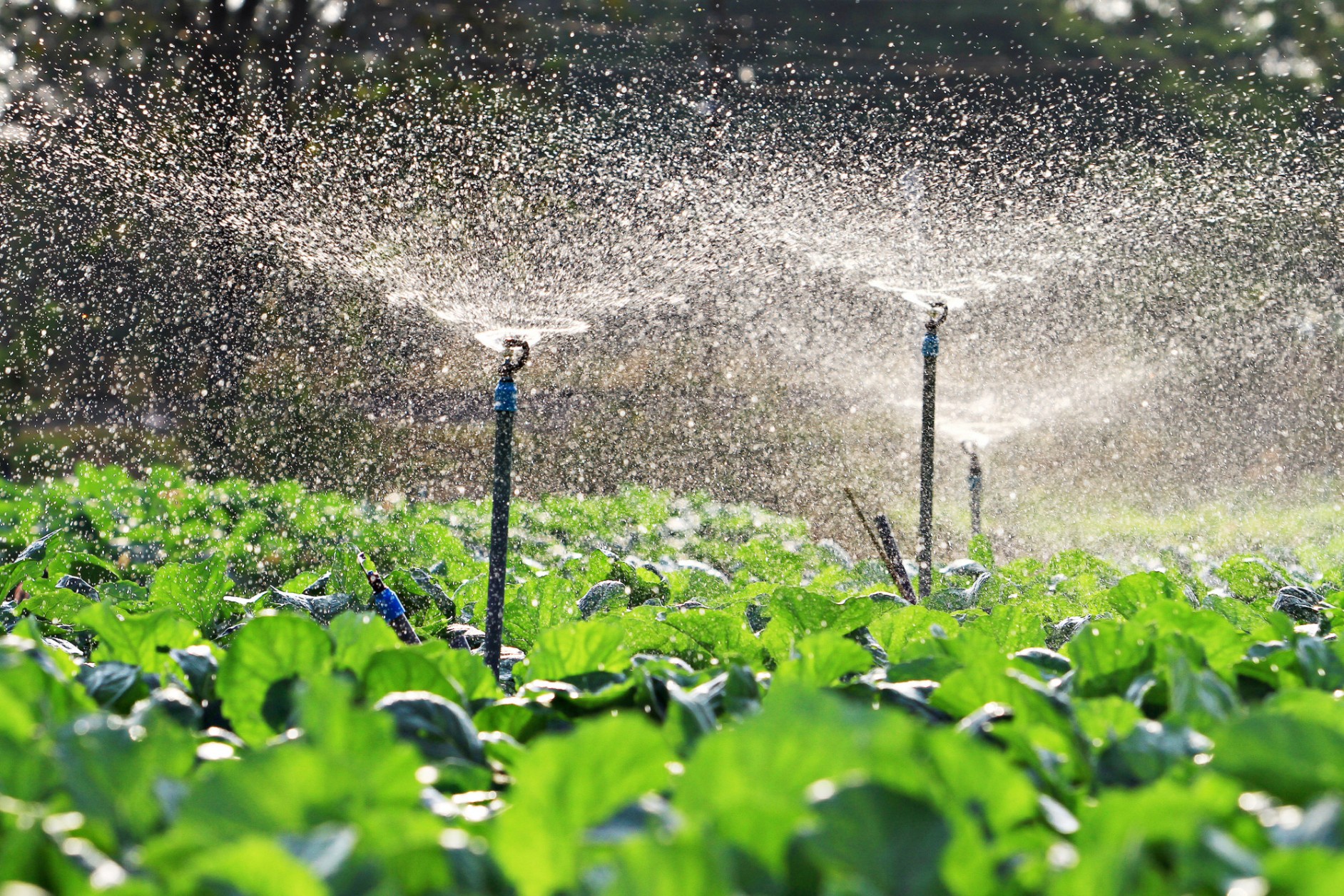 Sprinkler System